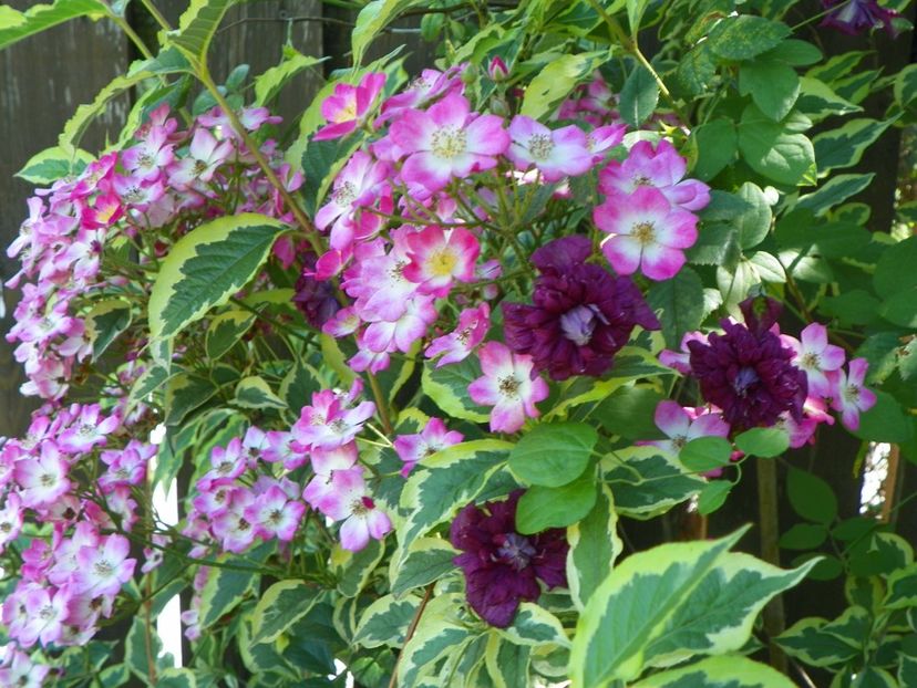 Purpurea Plena Elegans - Clematite 2017