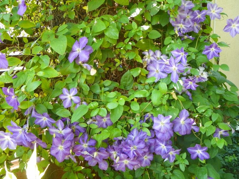 Jackmanii - Clematite 2017