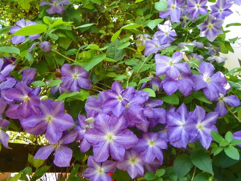 Jackmanii - Clematite 2017