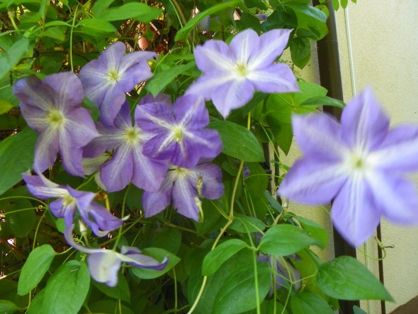 Jackmanii - Clematite 2017