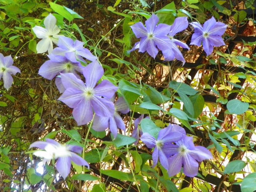 Jackmanii - Clematite 2017