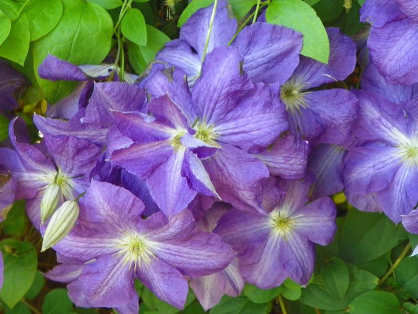 Jackmanii - Clematite 2017