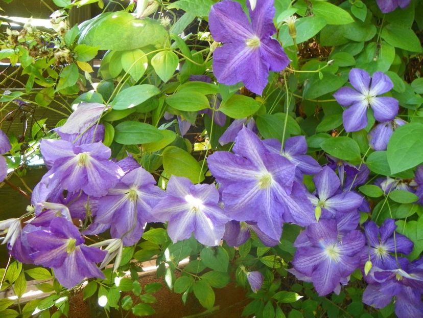 Jackmanii - Clematite 2017