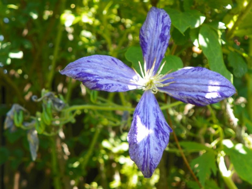 Tie Dye - Clematite 2017