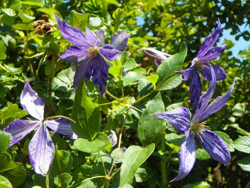 Tie Dye - Clematite 2017