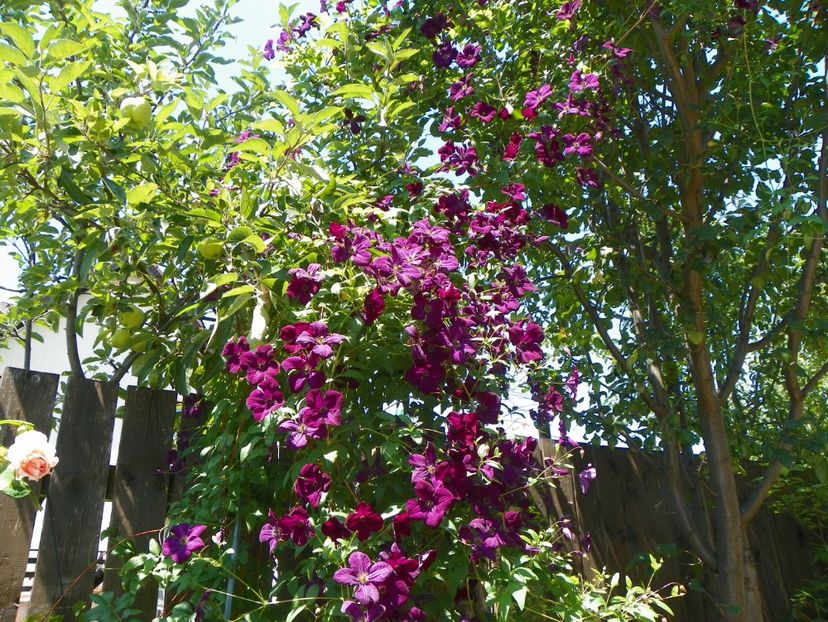 Royal Velours - Clematite 2017