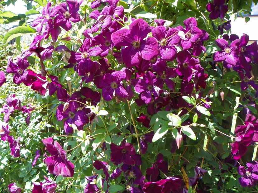 Royal Velours - Clematite 2017