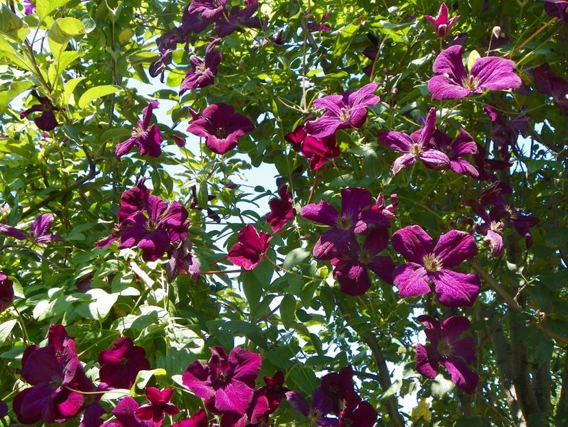 Royal Velours - Clematite 2017