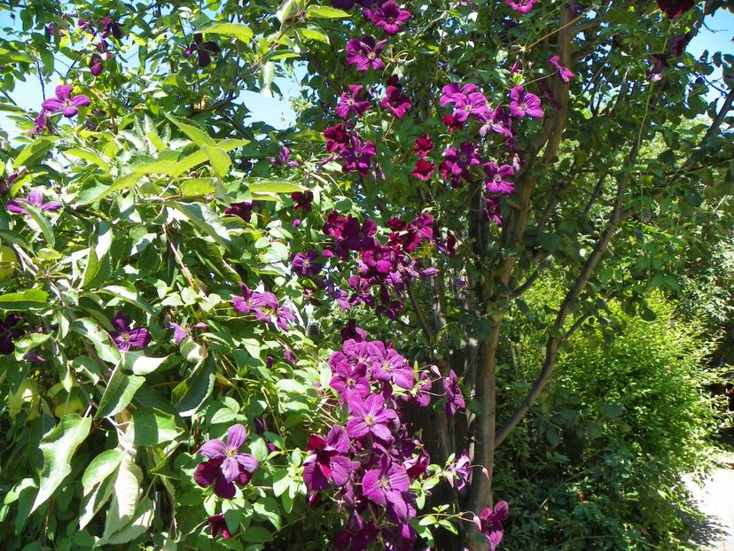 Royal Velours - Clematite 2017