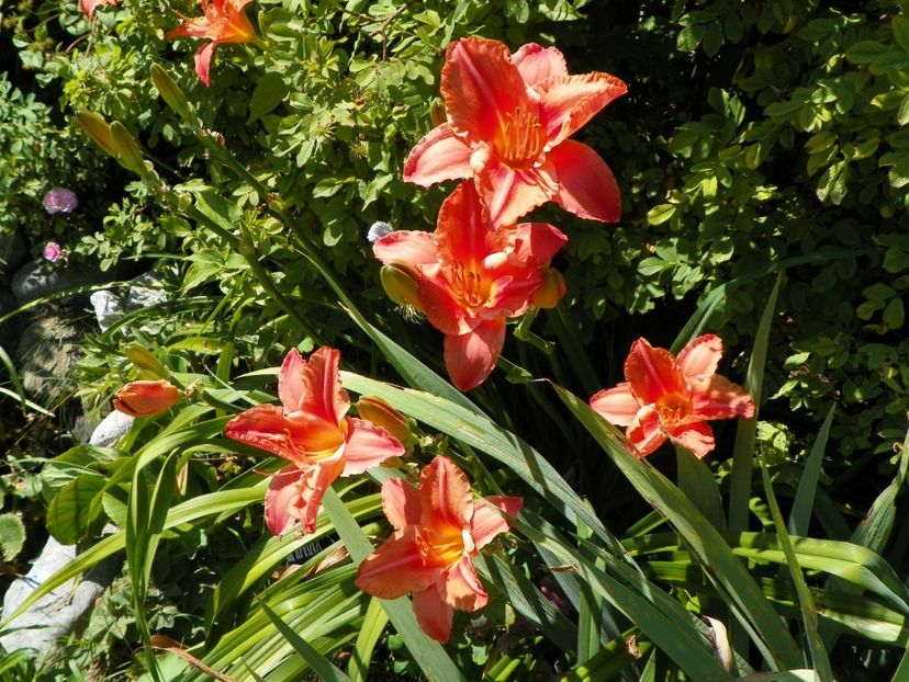 South Seas - Hemerocallis 2017