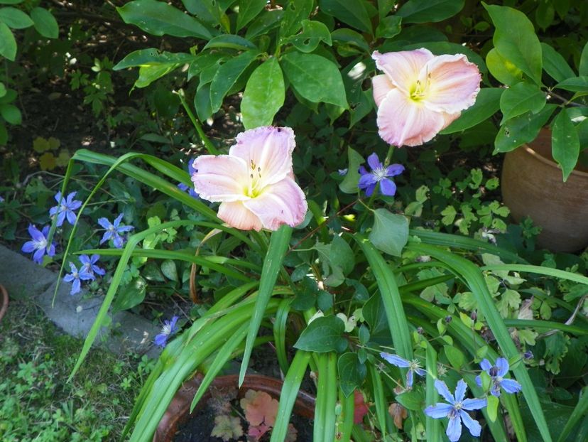 Chardonnay - Hemerocallis 2017