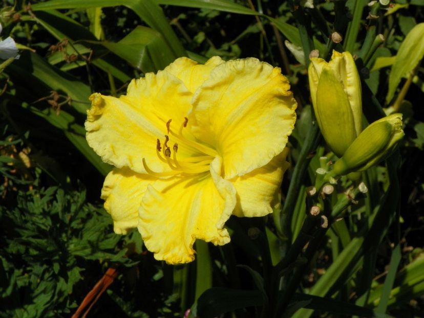 Hello Sunshine - Hemerocallis 2017
