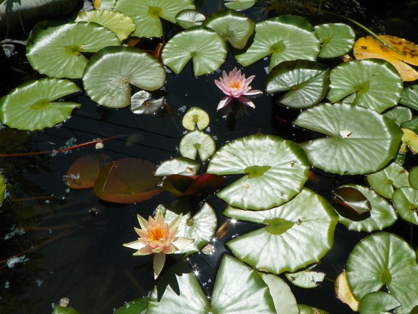 20 iul 001 - Vara 2017