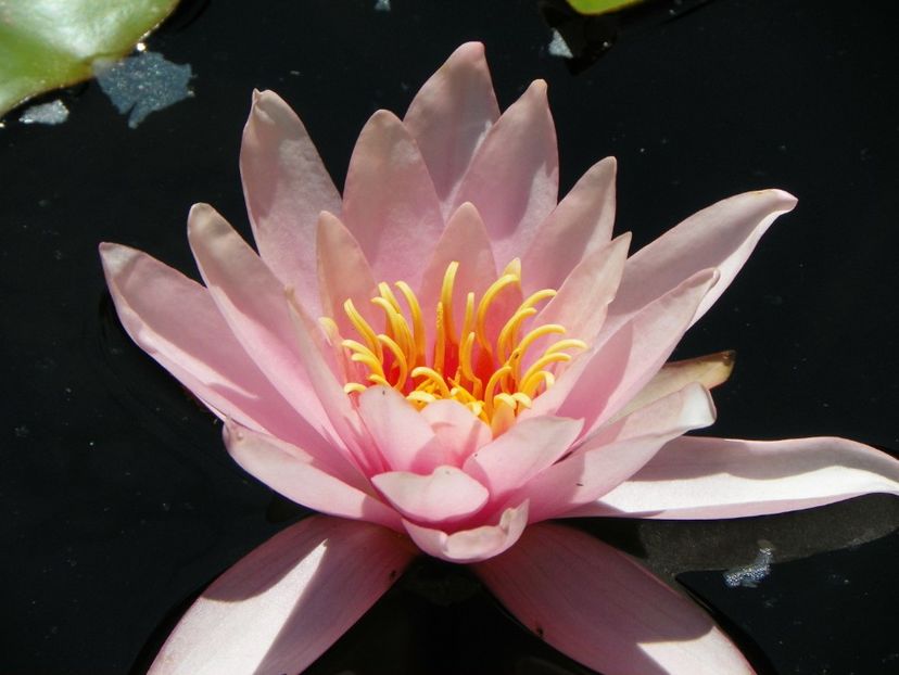 nymphaea Aurora - Vara 2017