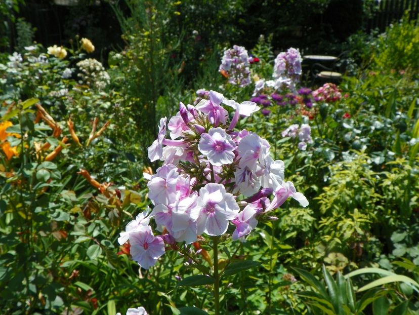 20 iul 015 - Vara 2017