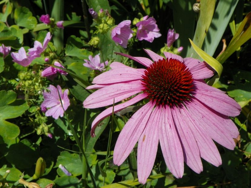 20 iul 026 - Vara 2017