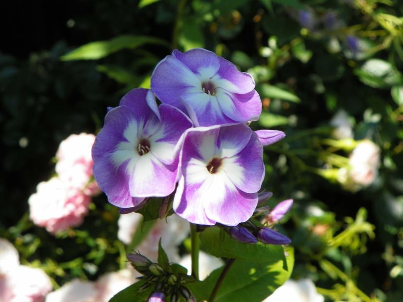 20 iul 028 - Vara 2017