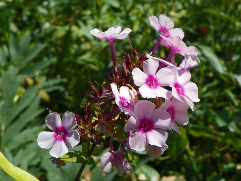 20 iul 029 - Vara 2017