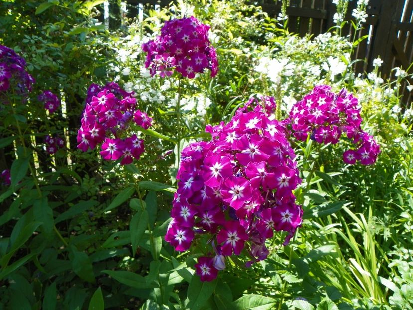 20 iul 041 - Vara 2017