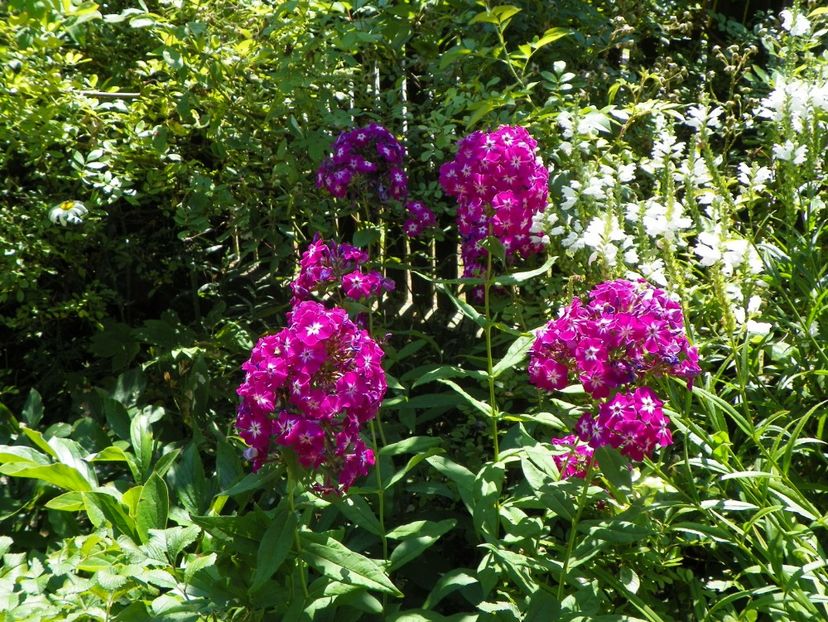 20 iul 043 - Vara 2017