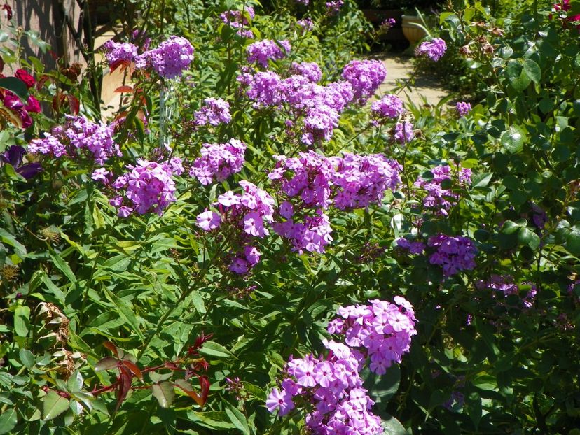 20 iul 053 - Vara 2017