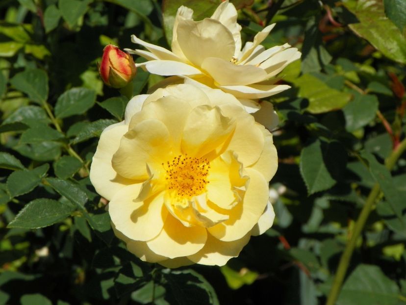 Amber Sun - Trandafiri 2017-1