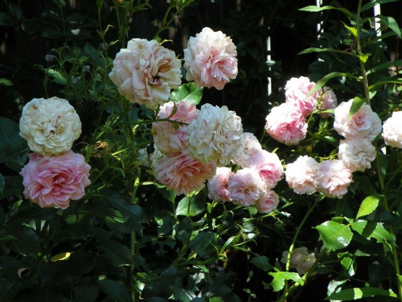 Larissa - Trandafiri 2017-1