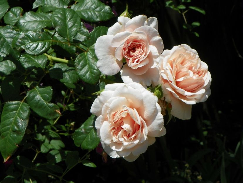 Rose de Tolbiac - Trandafiri 2017-1