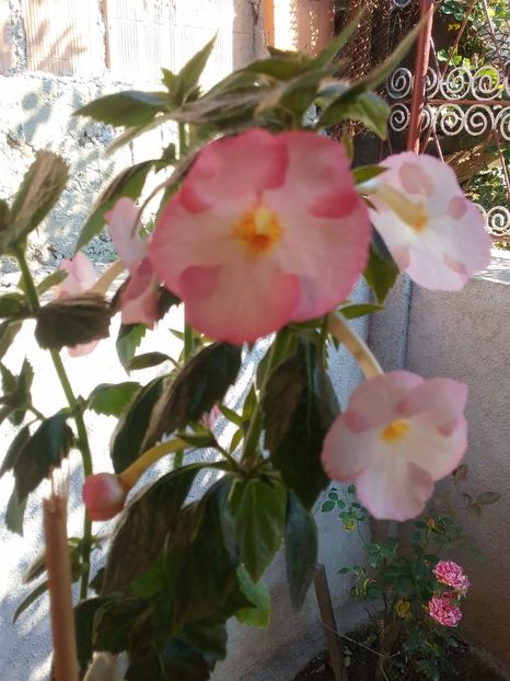  - Vie en Rose