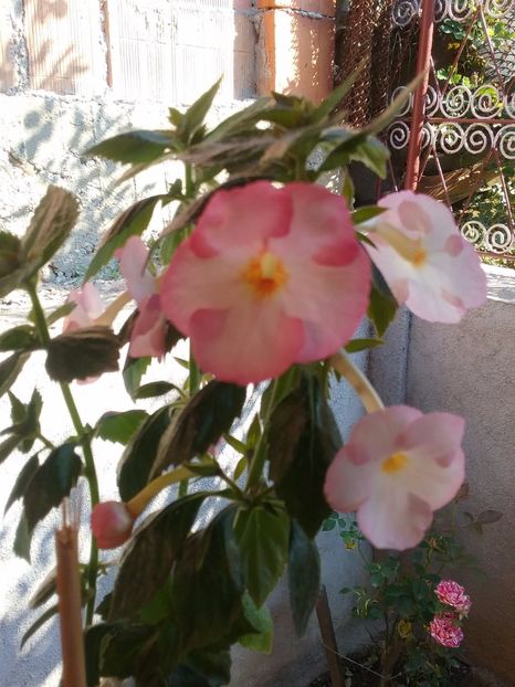  - Vie en Rose