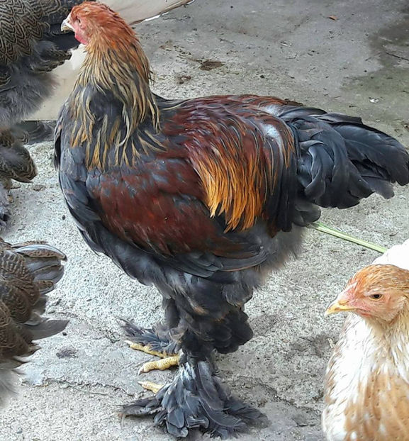  - a__Pui si tineret brahma 2017