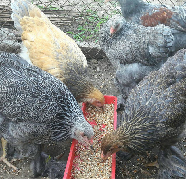  - a__Pui si tineret brahma 2017