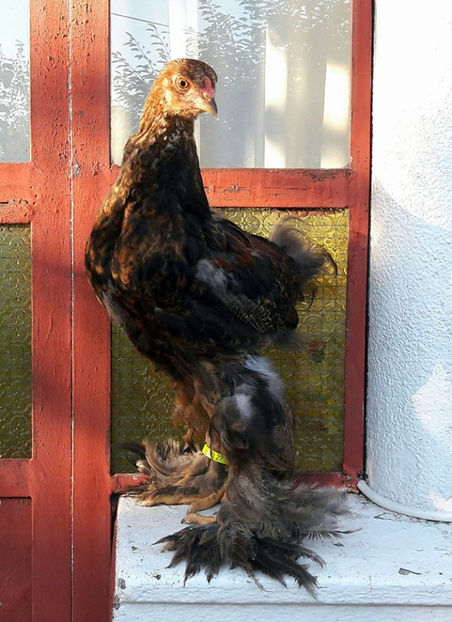  - a__Pui si tineret brahma 2017