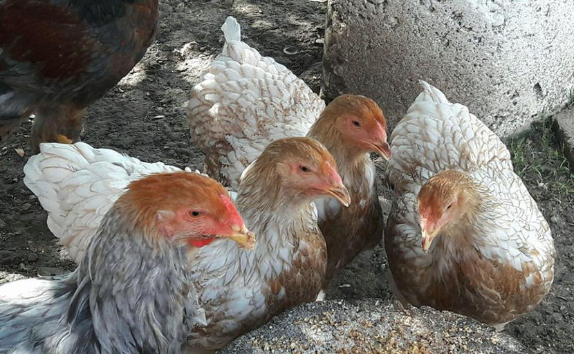  - a__Pui si tineret brahma 2017