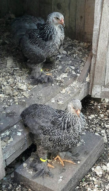  - a__Pui si tineret brahma 2017