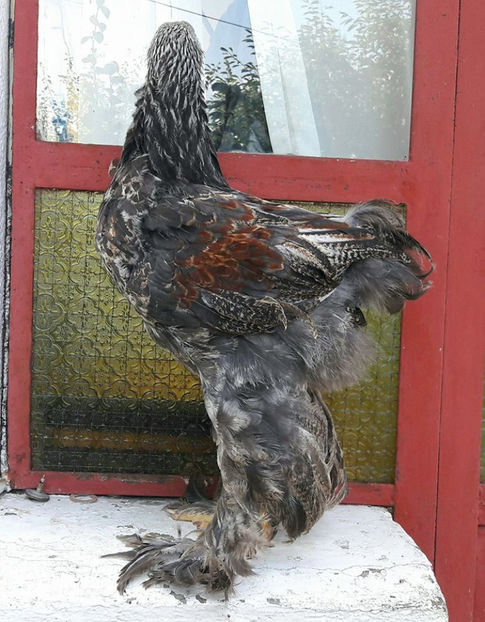  - a__Pui si tineret brahma 2017