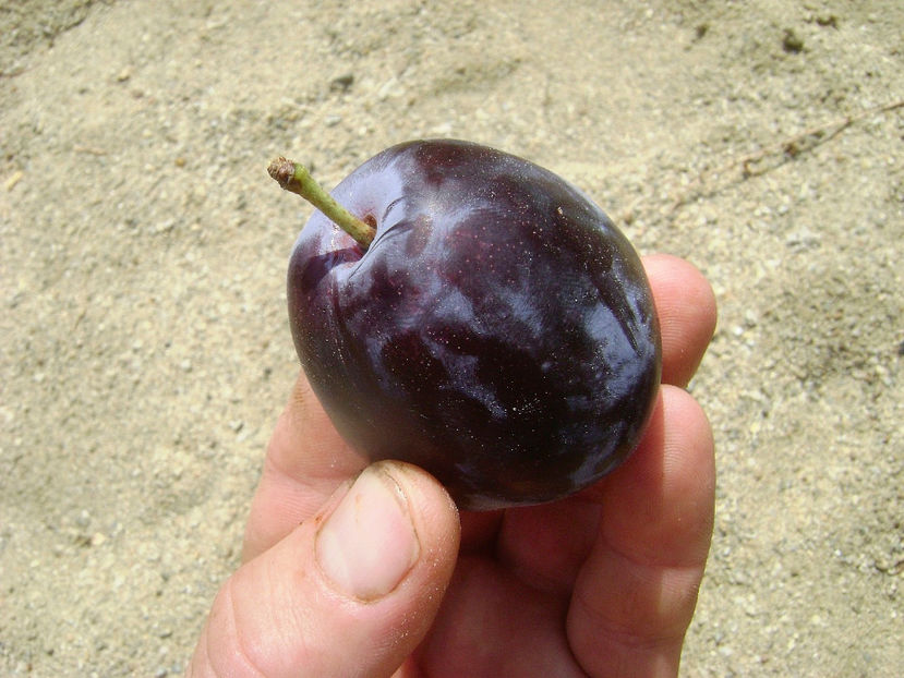 Prun Ovoid 2 - Prun Ovoid