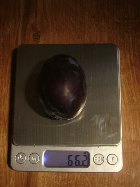 Prun Ovoid 5 - Prun Ovoid