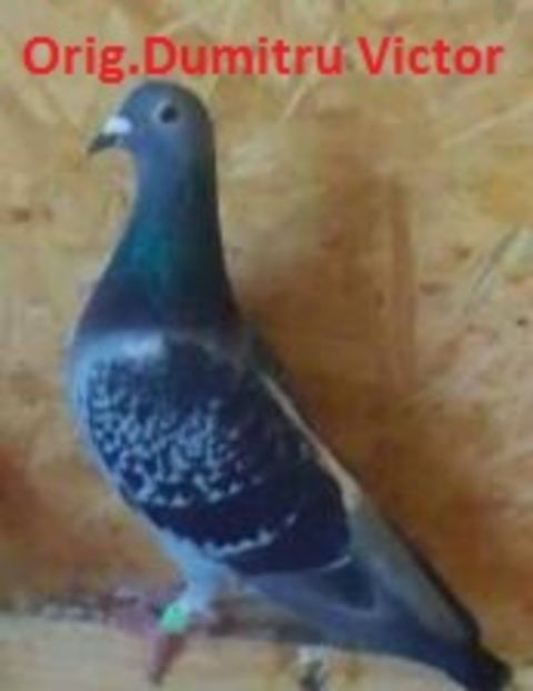 Femela 2015-066....-Izvoare - Porumbei vanduti