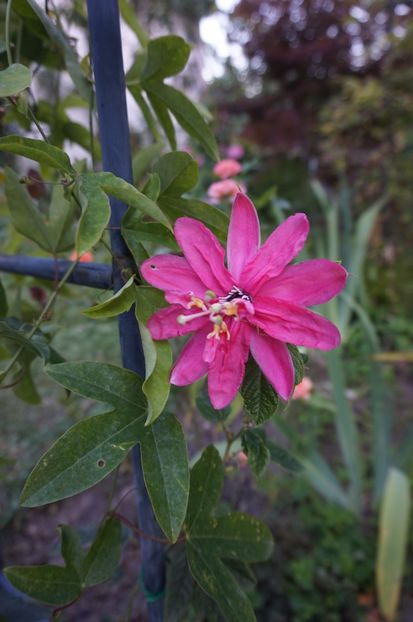 rodul ei este fructul maracuja - Passiflora 2017- 2018