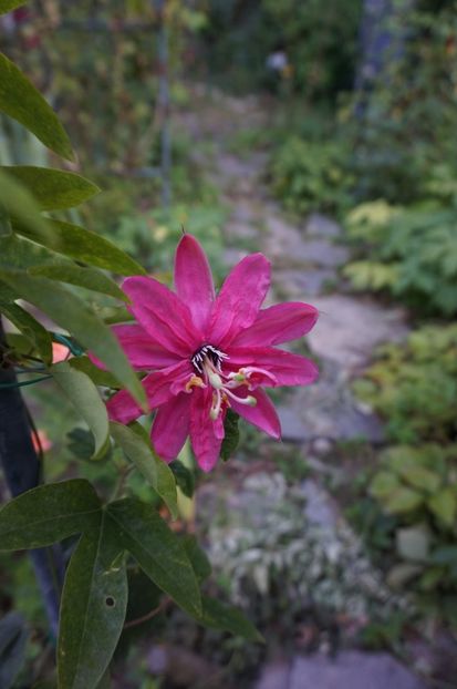 doar sa vrea sa rodeasca :) - Passiflora 2017- 2018