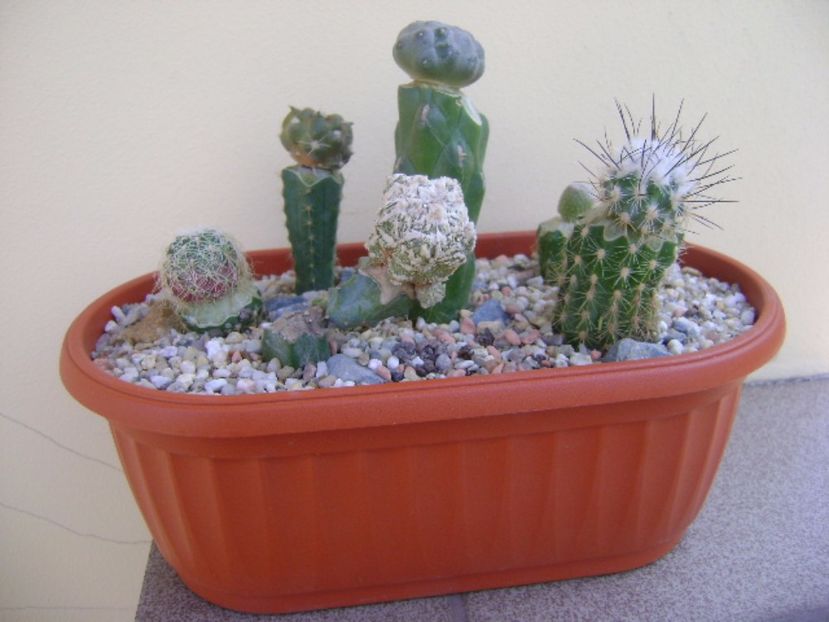 Grup de 6 cactusi altoiti - Cactusi 2017 bis bis