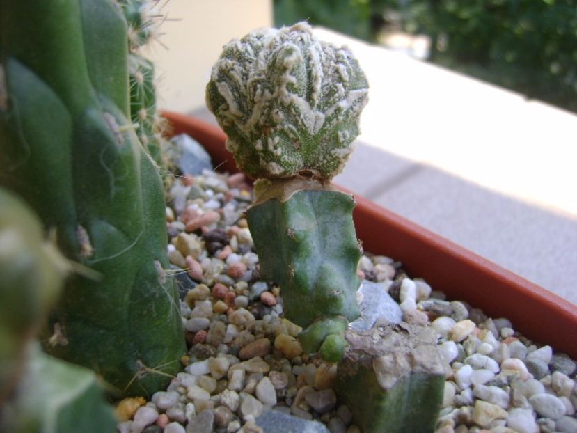 Astrophytum myriostigma cv. Fukuryu reticulatus - Cactusi 2017 bis bis