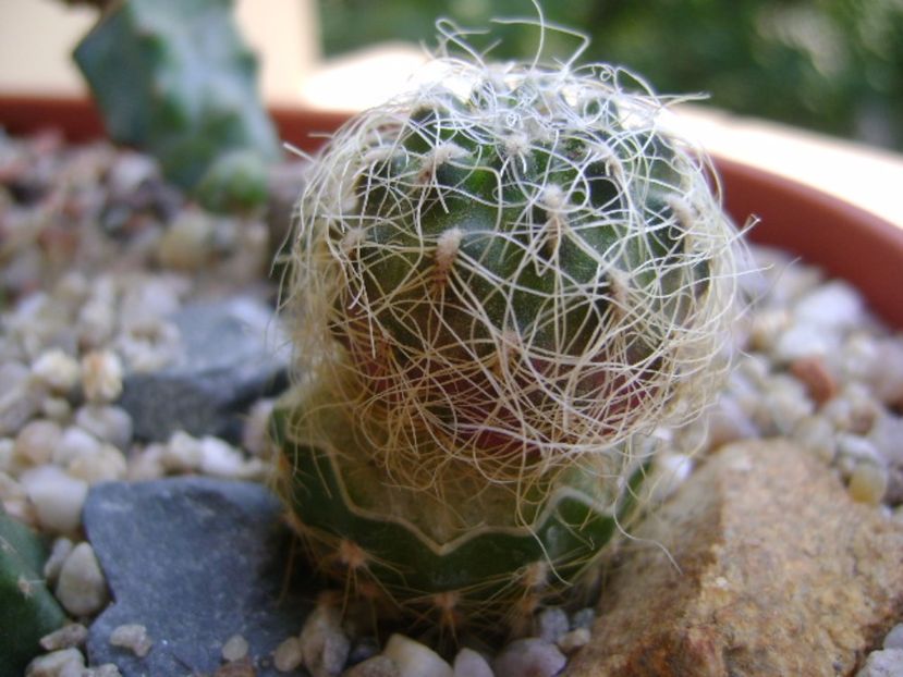 Sulcorebutia patriciae - Cactusi 2017 bis bis