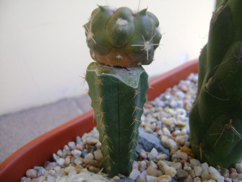 Cintia knizei - Cactusi 2017 bis bis