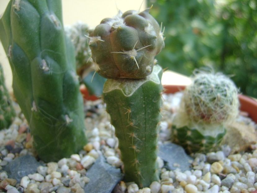 Cintia knizei - Cactusi 2017 bis bis