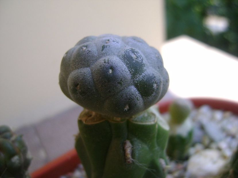 Puna bonniae - Cactusi 2017 bis bis