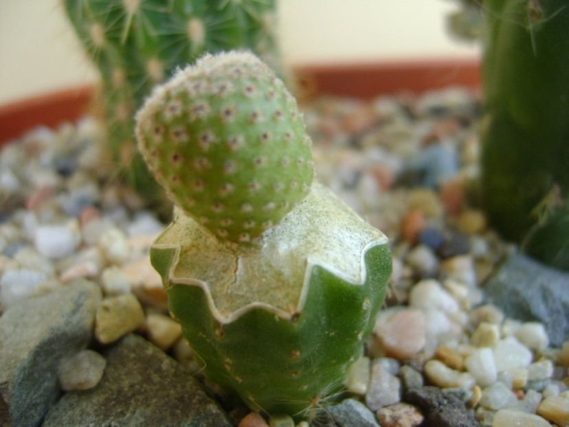 Yavia cryptocarpa - Cactusi 2017 bis bis