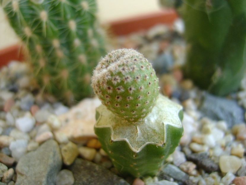 Yavia cryptocarpa - Cactusi 2017 bis bis