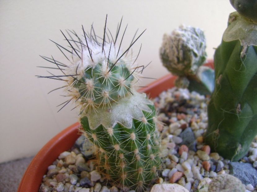 Turbinicarpus viereckii - Cactusi 2017 bis bis